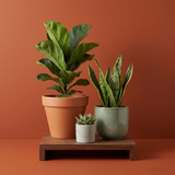 Plantas y Macetas