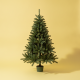 Christmas Trees