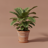 Piante