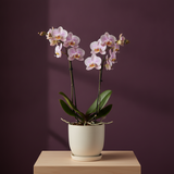 Piante da Fiori