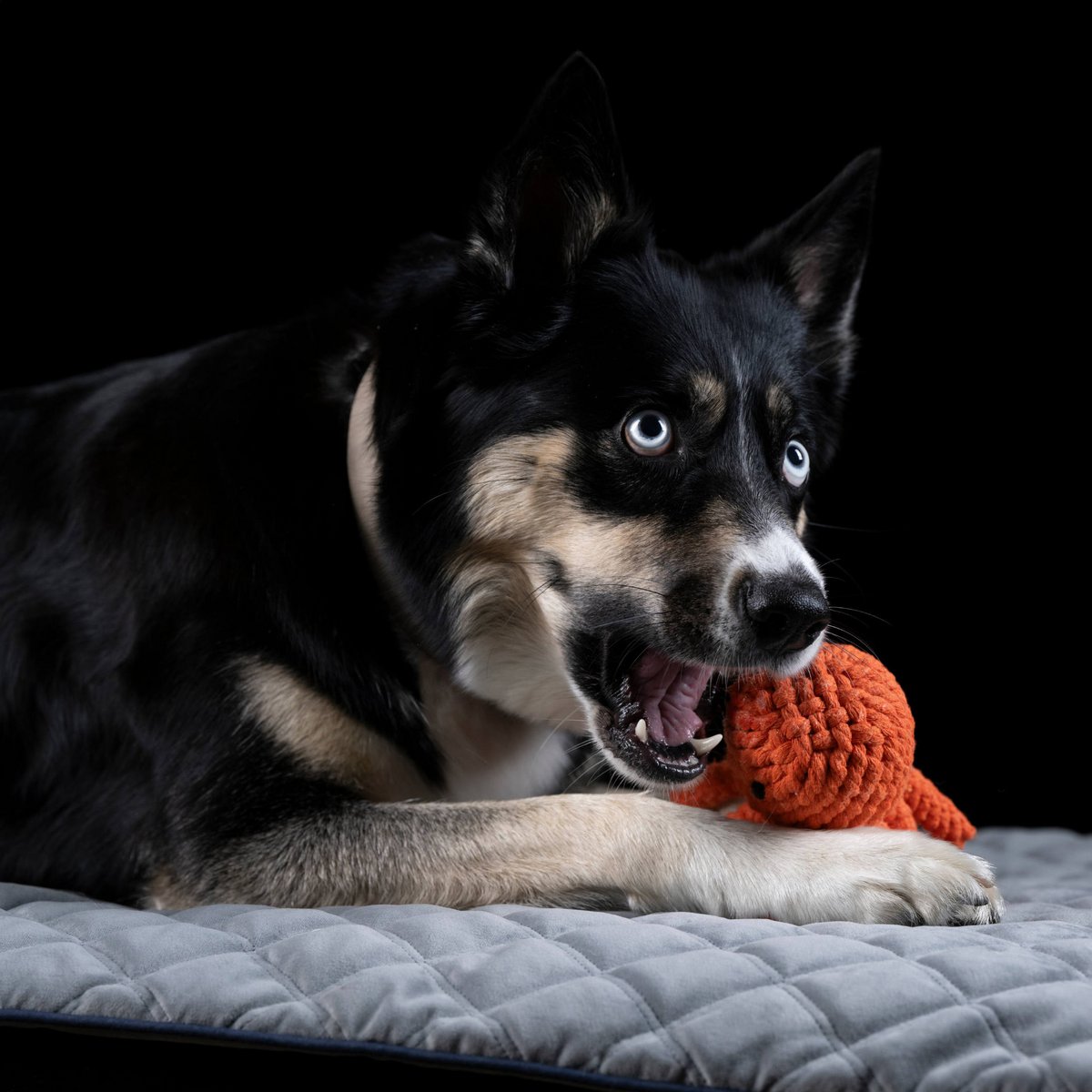 Octo Inktvis - cultspeelgoed voor honden