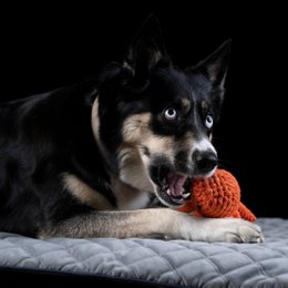 Octo Inktvis - cultspeelgoed voor honden