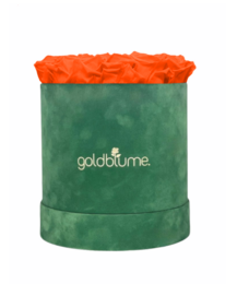 Velvet Green Collection