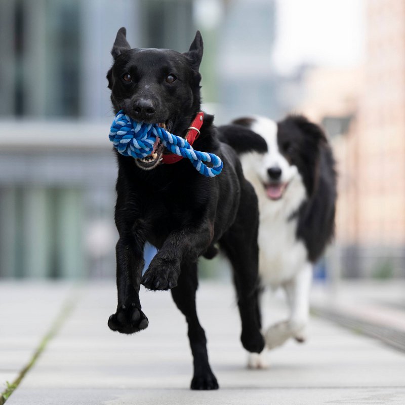 Maxi sling ball - cult toy for dogs