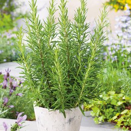 Greek Rosemary 25g