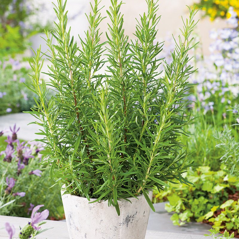 Greek Rosemary 25g