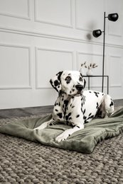 Hundedecke Emma Moosgrün (vegansk)
