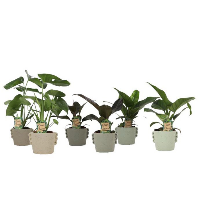 Tropical Mix Neutral w ceramice Dione s. 14