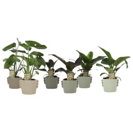 Tropical Mix Neutral i Dione keramik p14