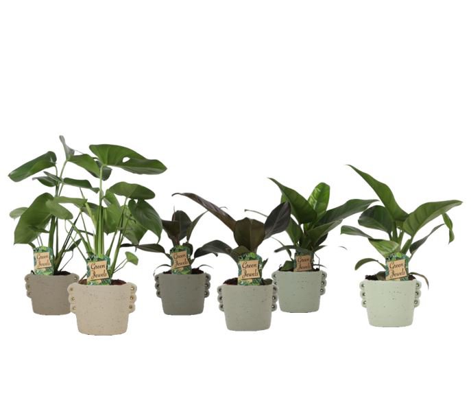 Tropical Mix Neutral i Dione keramik p14