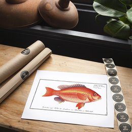 Goldfish antik vintage print