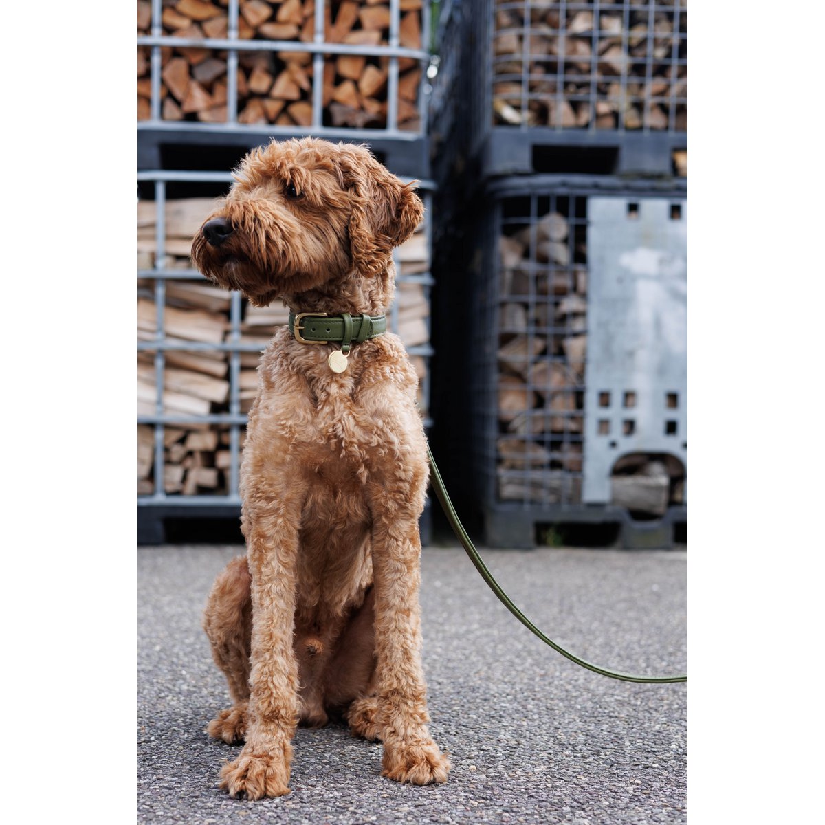 Guinzaglio per cani con finitura in ottone - Classico - Verde