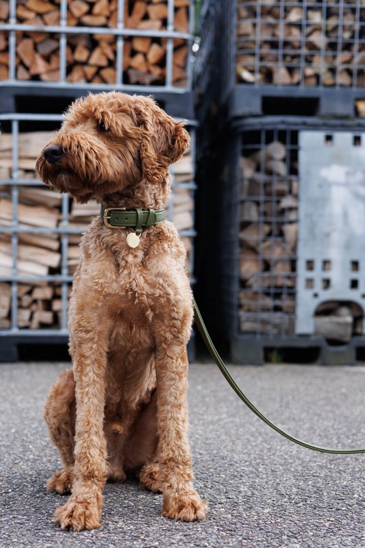 Hundesnor med messing finish - Klassisk - Grøn