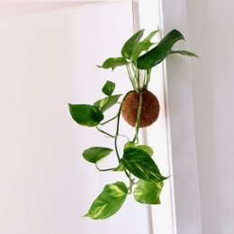 planta colgante kokedami
