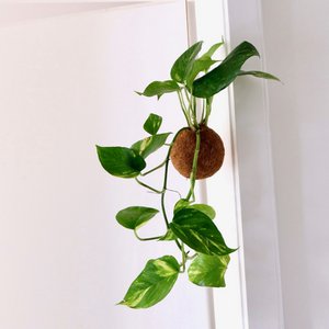 Kokedami hanging plant
