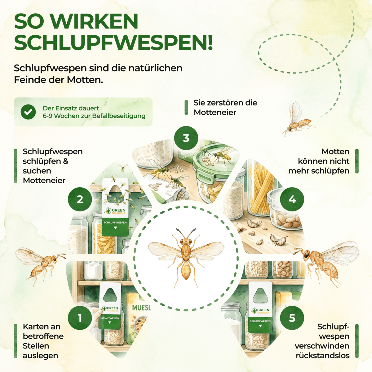Sugging wesps tegen voedselmoths