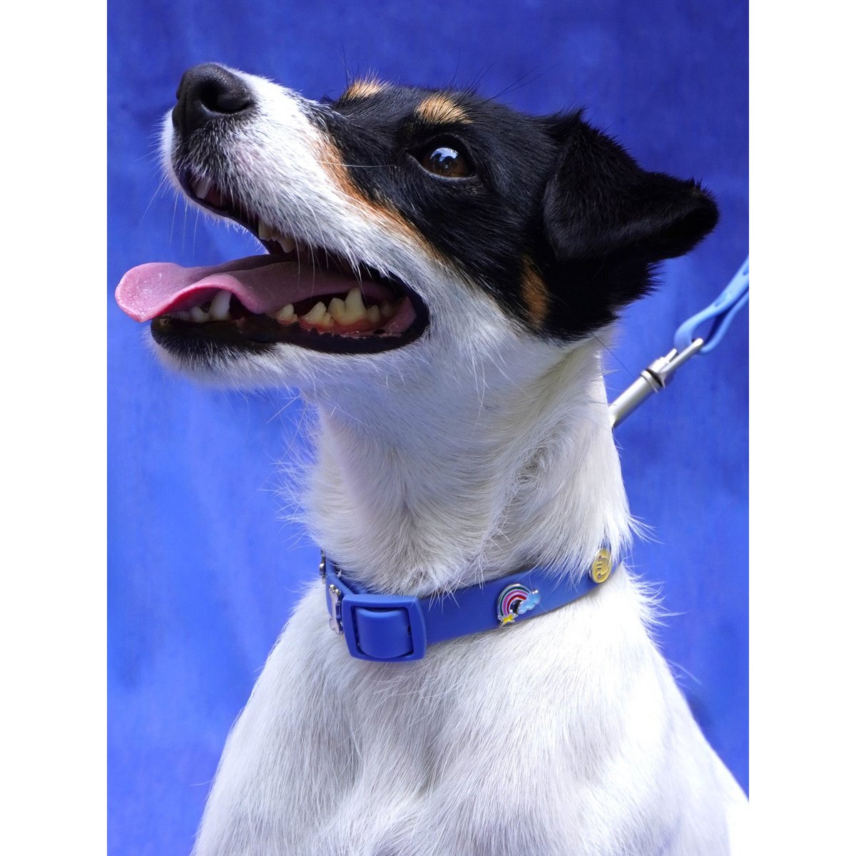 Rainbow dog collar trailer