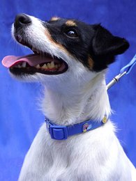 Rainbow Dog Collar Trailer