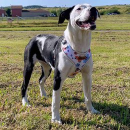 Spring Classic Harness