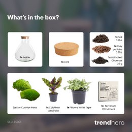 Terrarium DIY Kit - Sammie - Bottle Garden - ↑ 27 cm