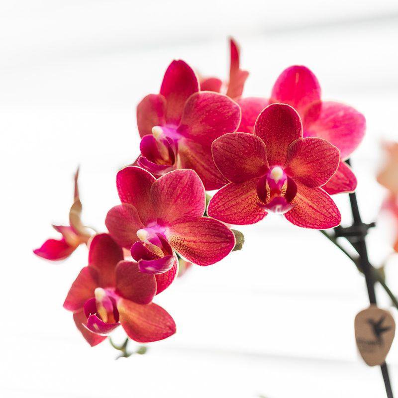 Colibr Orchideen | Red Phalaenopsis Orchidee - Kongo + Gummi -Pot -Trattine - Topfmaß Ø9cm | blühende Raumpflanze im Blumentopf - frisch vom Züchter aus