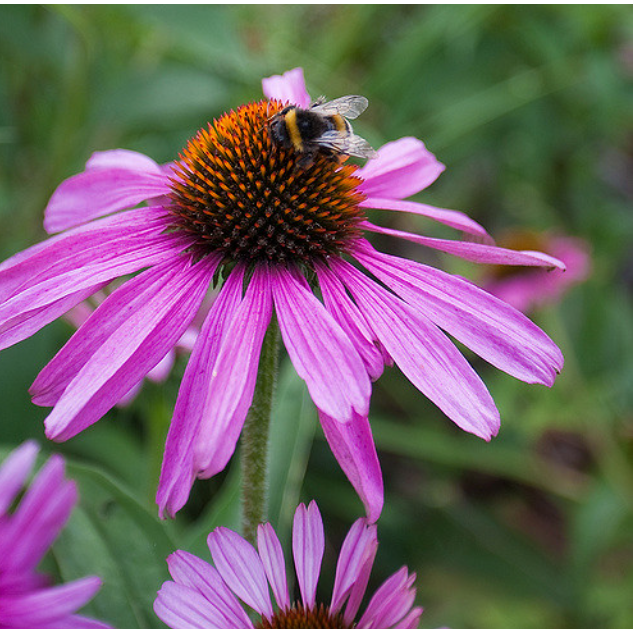 Let it Grow Nursery Garden - Bee Flowers