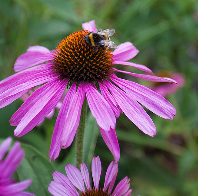 Let it Grow Nursery Garden - Bee Flowers