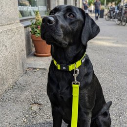 Waterproof multi-position leash Fluorescent yellow