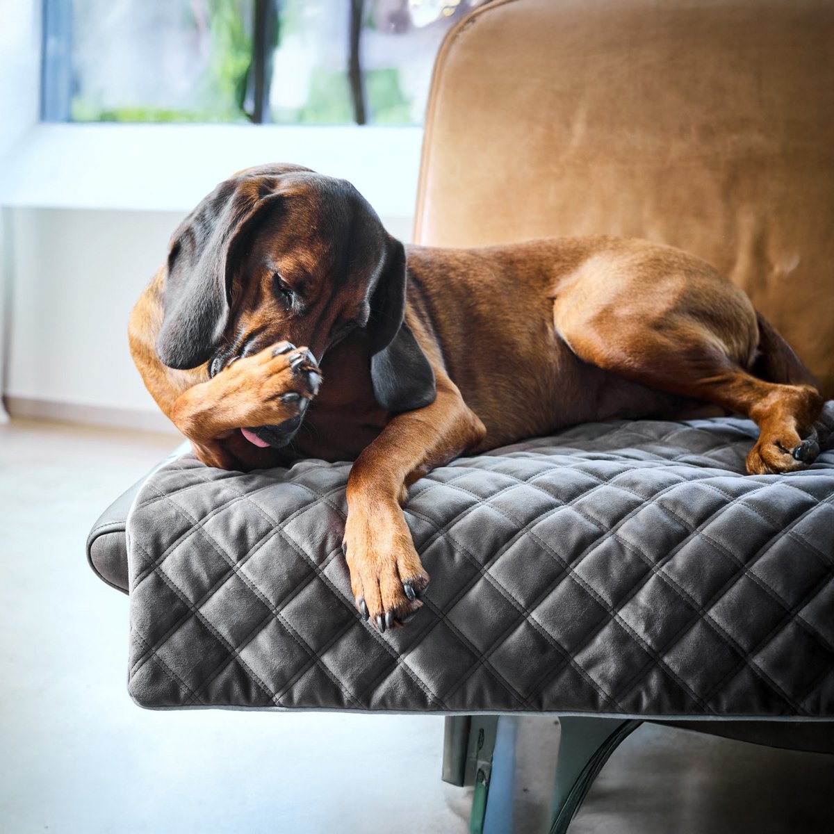 Coperta in velluto OXFORD per cani