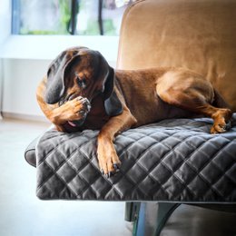 OXFORD fløjlstæppe til hunde
