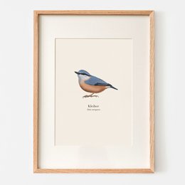 Framed poster featuring a detailed illustration of a Horned Mason Bee (Osmia cornuta), a type of solitary bee. The poster showcases the bee's distinctive features, including its dark body, orange-colored abdomen, and prominent horns.