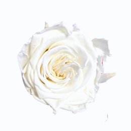 Gestabiliseerde Ecuador Rose XL, D6cm, wit