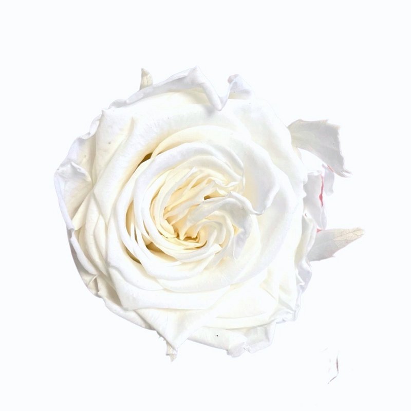 Gestabiliseerde Ecuador Rose XL, D6cm, wit