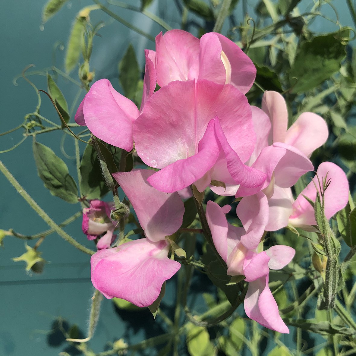 Bloemenzaden 'Geluk zaaien'