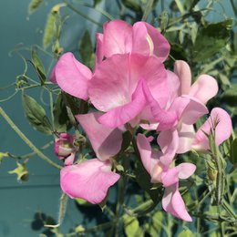 Bloemenzaden 'Geluk zaaien'