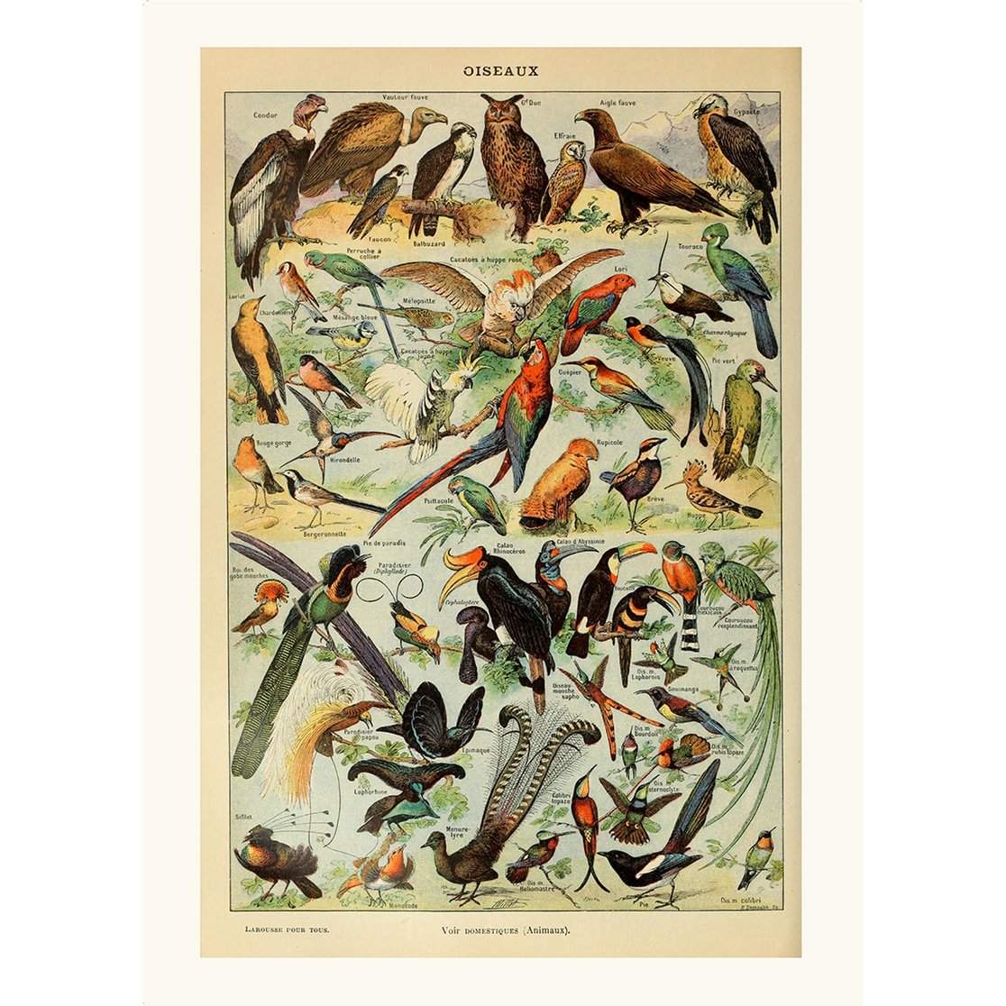 Póster Pájaros Vintage - Millot