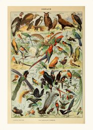 Plakat Vintage fugle - Millot