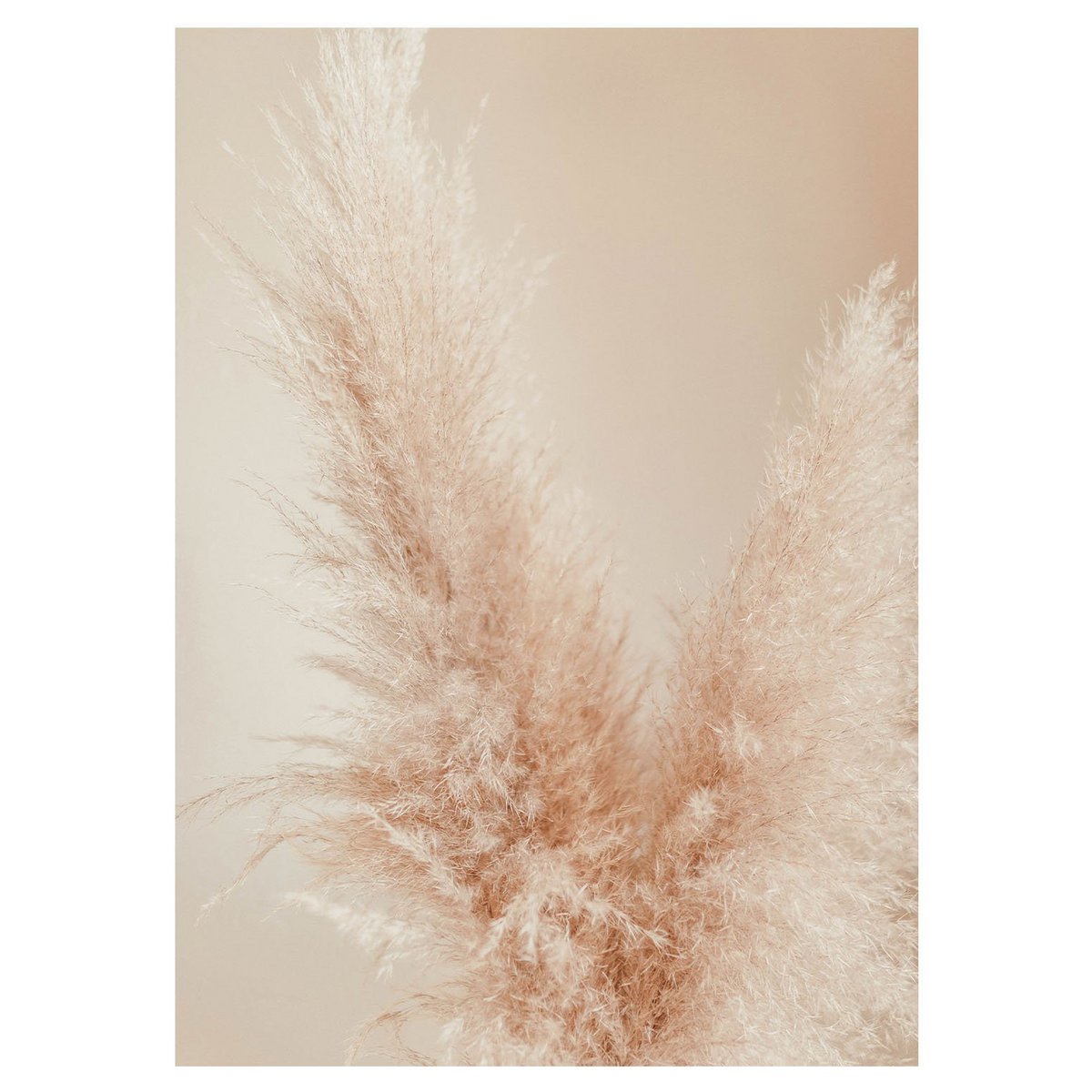 Creme Pampas