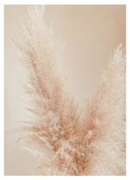 Fløde pampas