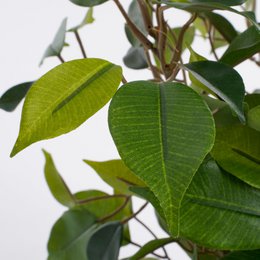 Kunstplant Ficus natasja Groen
