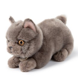 BTC - Freddy le Brittish Shorthair en boà®te cadeau - 20 cm -
