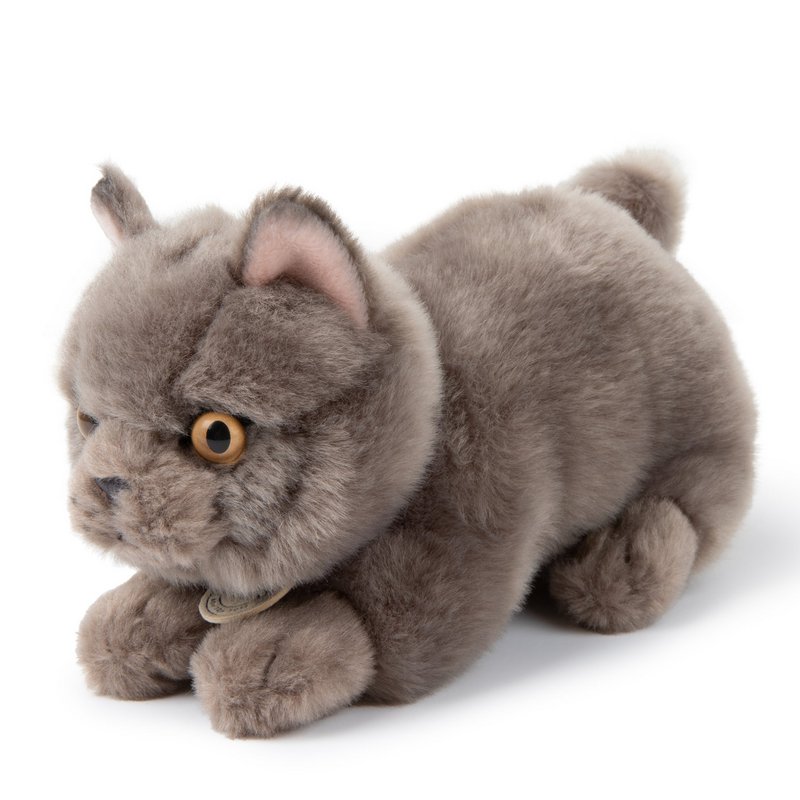 BTC - Freddy the British Shorthair in gift box - 20 cm -