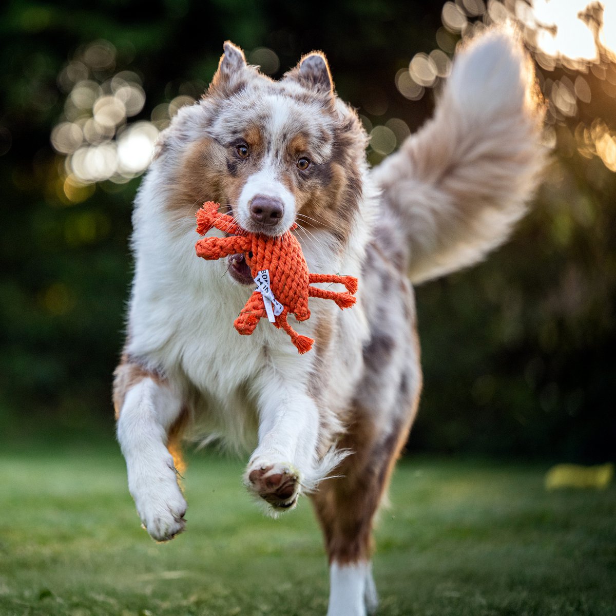 Kristof Krabbe - cult toy for dogs