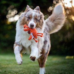 Kristof Krabbe - cult toy for dogs