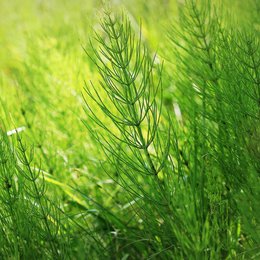 Garden biostimulants - Horsetail