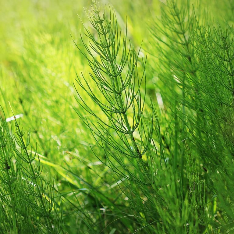 Garden biostimulants - Horsetail
