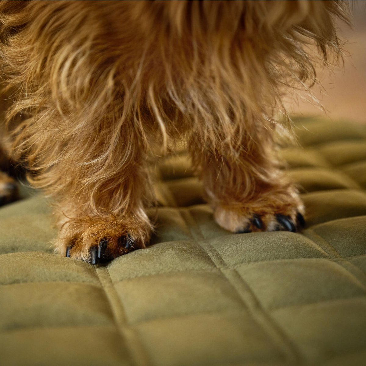 Coperta in velluto OXFORD per cani