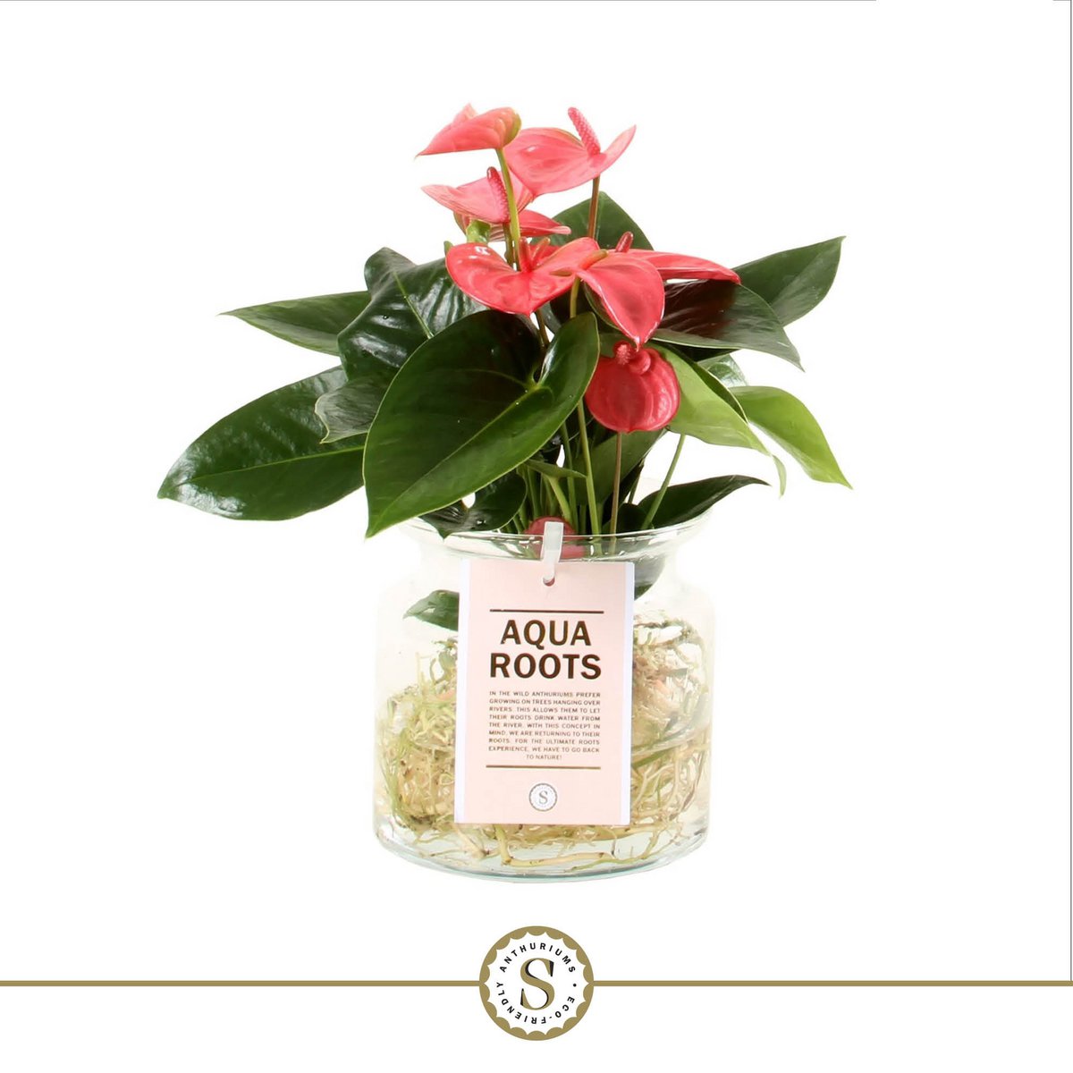 Anthurium aqua Roots Champion rose