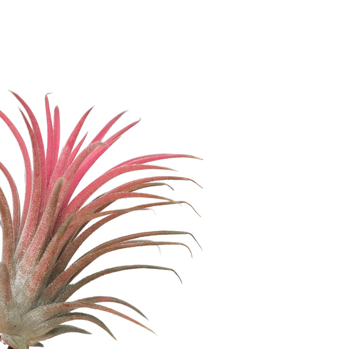 Tillandsia Ionantha Czerwony
