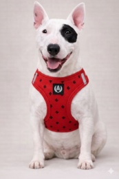 Alpha Dog Åndbar Air Mesh Harness Collection Red Positive- 5-Pc sæt